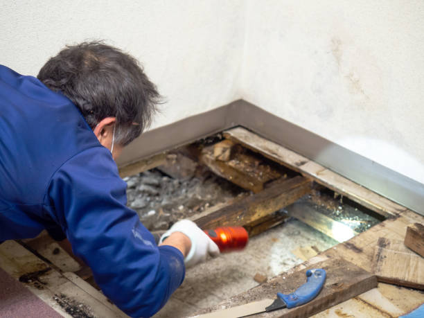 Best Affordable Mold Removal  in Morehead, KY