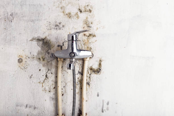 Best Home Mold Removal  in Morehead, KY