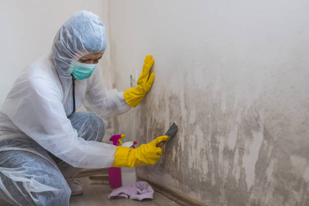 Best Mold Damage Repair  in Morehead, KY