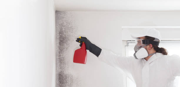 Best Mold Testing  in Morehead, KY