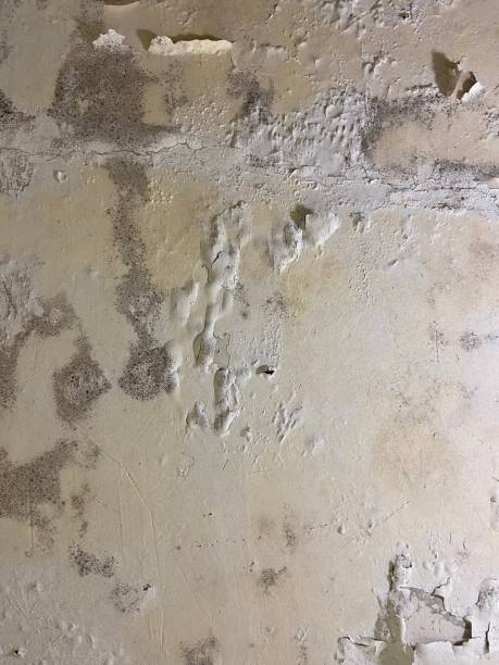 Best Professional Mold Removal  in Morehead, KY
