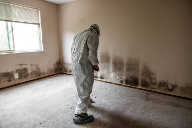 Trusted Morehead, KY Mold Removal Experts