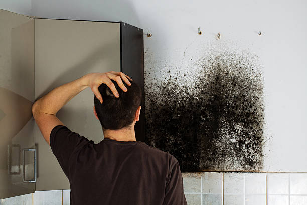 Best Same-Day Mold Removal  in Morehead, KY