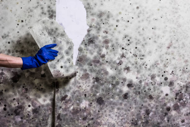 Best Commercial Mold Removal  in Morehead, KY