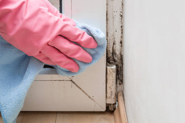 Best Toxic Mold Removal  in Morehead, KY