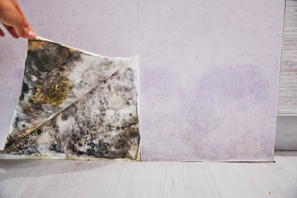 Best Black Mold Removal  in Morehead, KY